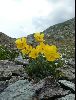 <em>Papaver alpinum ssp. rhaeticum</em>